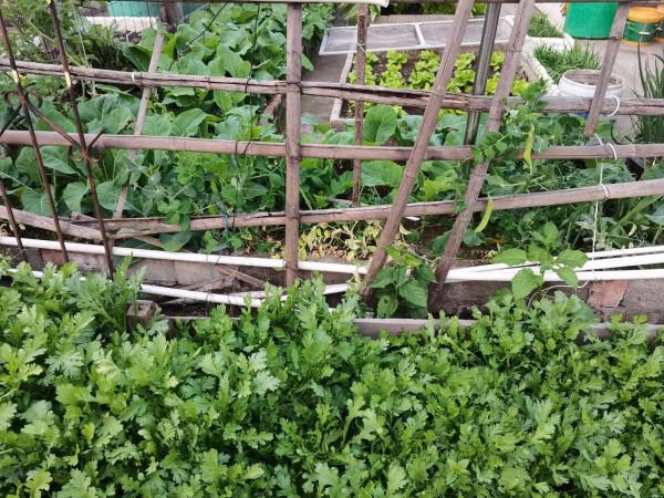 樓頂綠意盎然的蔬菜