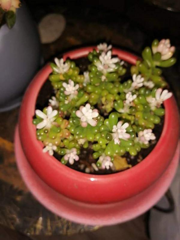 多肉夏天難養？不全是，這6種多肉，越曬越爆盆