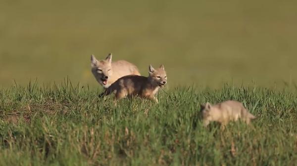 內蒙古草原發現一種“長腿”狐狸,自己不建房,喜歡霸佔他人洞穴 內蒙古草原發現一種“長腿”狐狸,自己不建房,喜歡霸佔他人洞穴