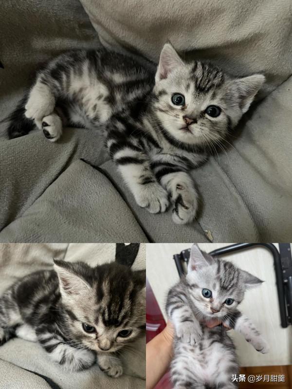 關於給貓貓起什麼名字的事情,我聽過很多有趣的名字 關於給貓貓起什麼名字的事情,我聽過很多有趣的名字