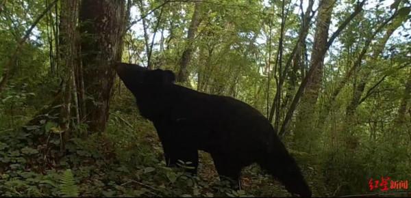 大熊貓、林麝、川金絲猴&hellip;&hellip;阿壩松潘大量&OpenCurlyDoubleQuote;國寶&rdquo;入鏡