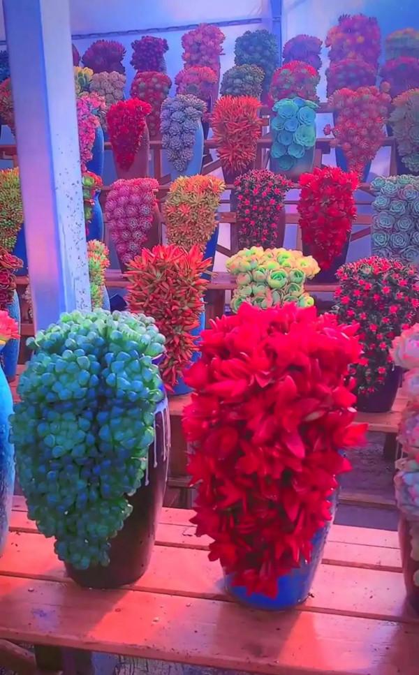 分享圖片，可愛的多肉們，收藏了