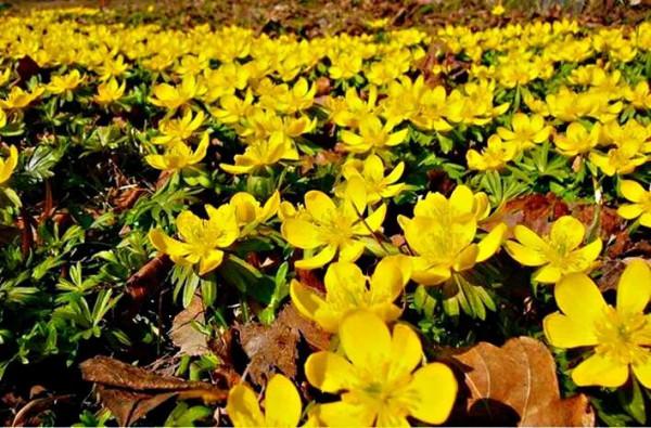 冬菟葵～頂生一朵黃花，花期冬季至早春