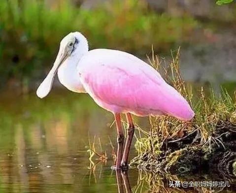 分享——稀奇古怪的鳥