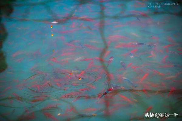 一個簡易魚池，一根魚竿30塊，遊客路過就邁不開腿，為何這麼火？