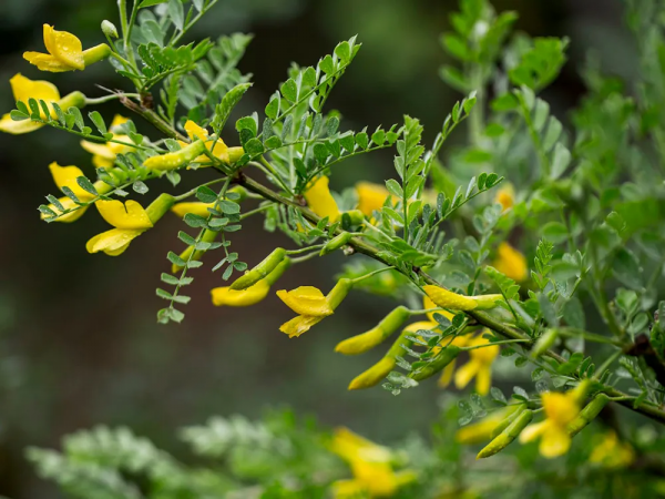 這野菜有肉的口感，頭茬採摘能賣50元&sol;斤，煎雞蛋很美味，認識嗎