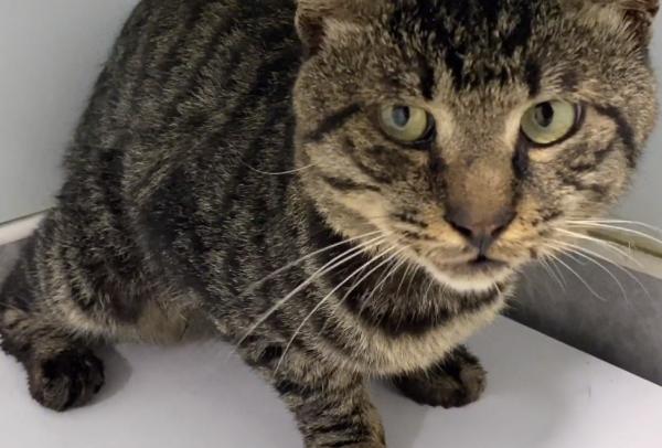 江蘇：被扔在高架橋上，又遇車禍的流浪貓，獲救後的眼神令人心碎