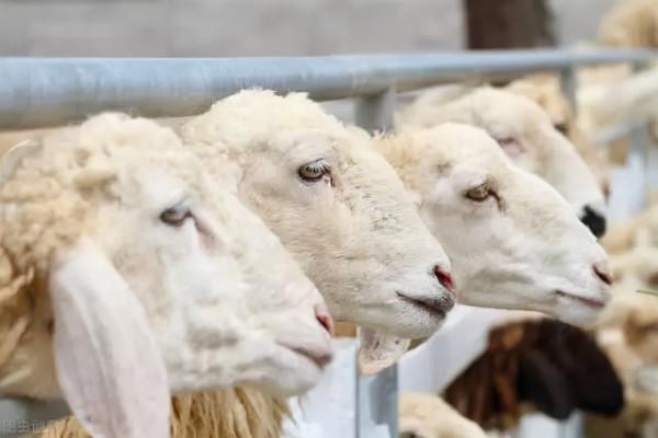 在農村養羊,可以嗎? 在農村養羊,可以嗎?