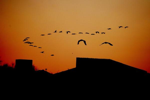 照片故事～霞光鳥影