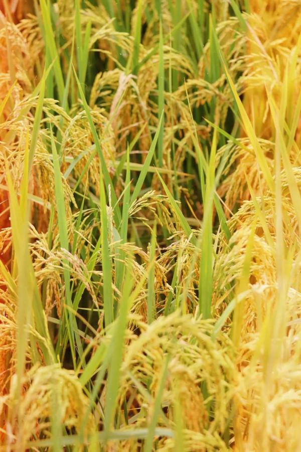 離深圳一小時，四個女人自駕看海之旅，這幾個小眾免費景點超讚