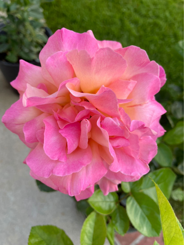 院子就是用來養花的,鄰居竟然找物業投訴我,還講不講道理了 院子就是用來養花的,鄰居竟然找物業投訴我,還講不講道理了