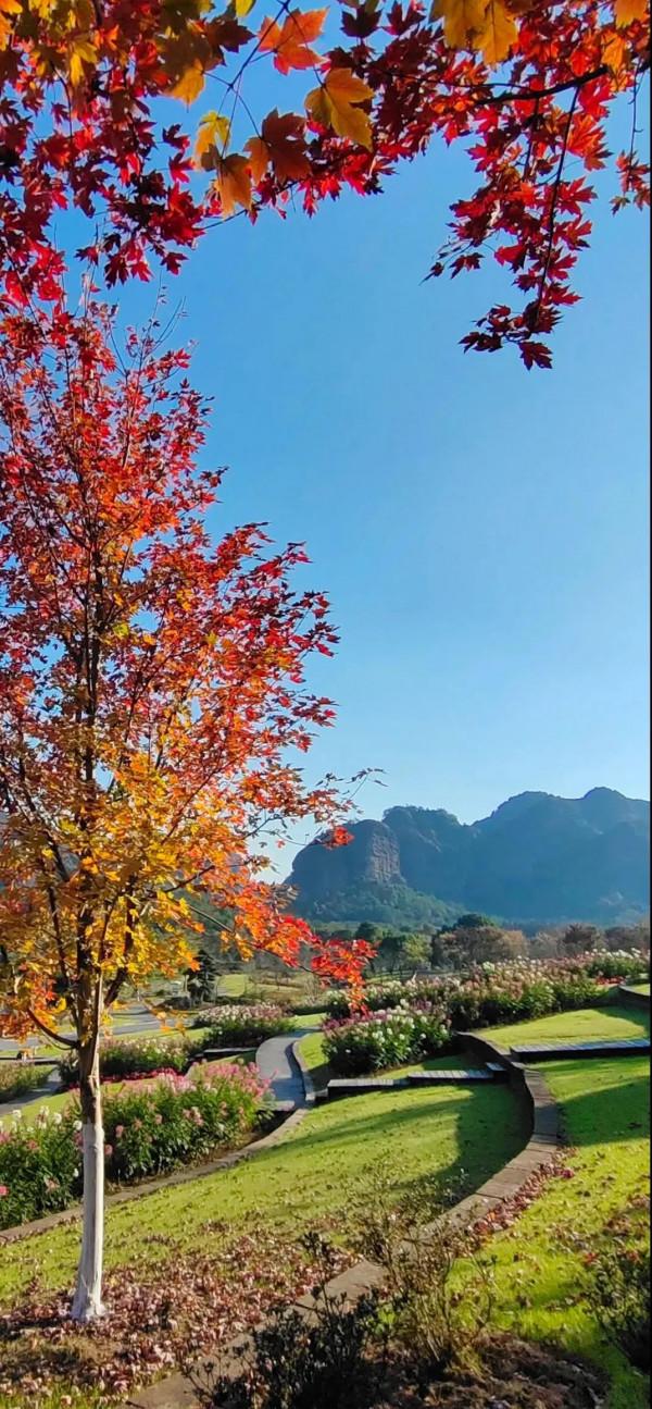 花語世界門票不限量免費送!金秋國潮花海強勢來襲!五大方式免門票! 花語世界門票不限量免費送!金秋國潮花海強勢來襲!五大方式免門票!