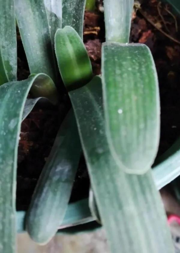 貴族君子蘭&mdash;&mdash;毛蘭