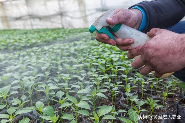 為什麼農民普遍種植“兩樣菜”？雙重生產標準惡果，誰負責？