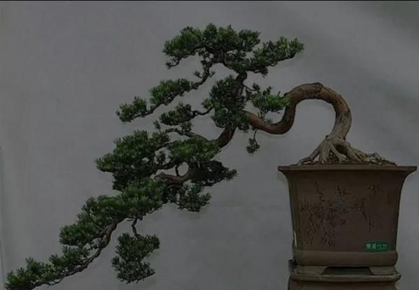 樹姿古雅，婆娑蔥蘢，蒼勁挺拔四季長青盆栽精美的羅漢松請您鑑賞