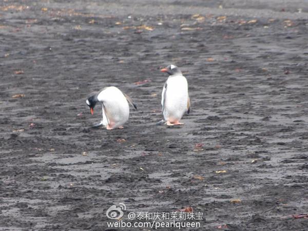 南極遊記 10 （下） 2016，01，25 欺騙島