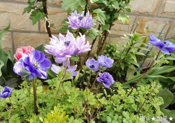 特有氣質的小眾花,顏值超高,溫度零下也能活 特有氣質的小眾花,顏值超高,溫度零下也能活