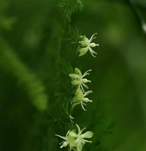 鮮花以各種姿態容進了我的生活，人生漫長，一路繁花相送