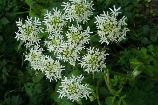 寶釵前世之迷：藤精草怪全靠石頭滋養，人沒修好就妄想做神