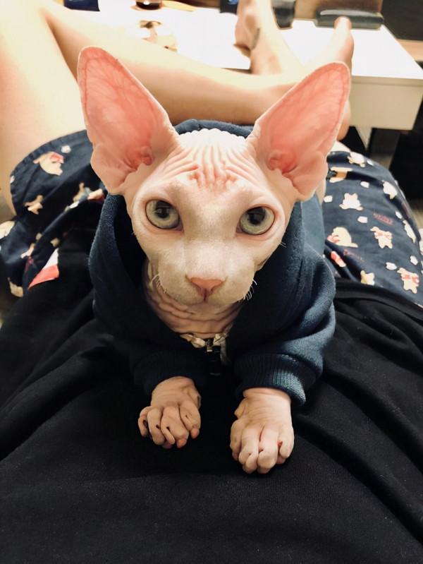 你知道嗎？你養的貓咪，暴露了你的經濟情況