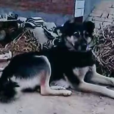 二十年養狗史，一把辛酸淚（記曾經的樂與悲，嘆今日之不可得）