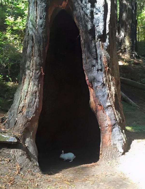 90個神奇照片，剛出生的小刺蝟，大白鯊的驚人尺寸，水上麻將桌椅