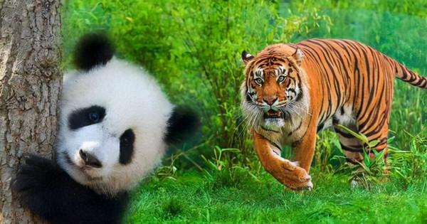 獅子和老虎為什麼不吃大熊貓？是因為打不過嗎？