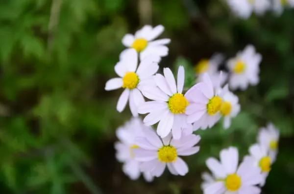 這個太行山餘脈進入京城的最後一道山樑，雪後有意想不到的美