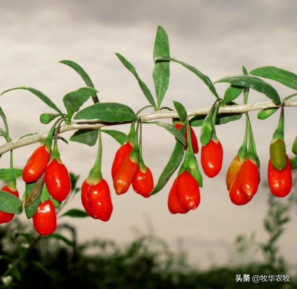 想靠種植賺錢，選擇以下三項，資金少的人也可以種植