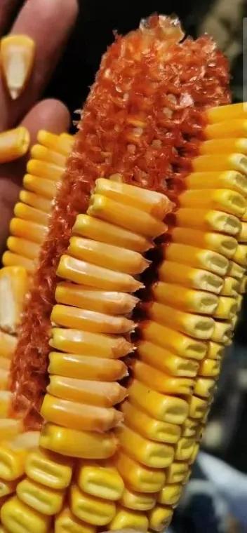 畝產2875斤，榮獲“高產冠軍”，這個超高產玉米品種源自何方？