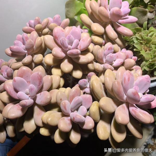 南方的秋冬是多肉最美的季節，如何正確的養護讓它更加的美麗動人
