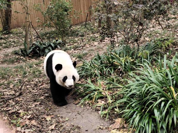 大熊貓基地為什麼早上7點半就開門是有它的道理滴 大熊貓基地為什麼早上7點半就開門是有它的道理滴