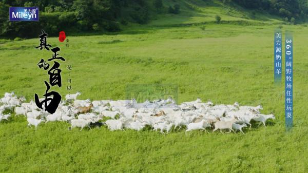 奶山羊的生活,我真的羨慕了 奶山羊的生活,我真的羨慕了