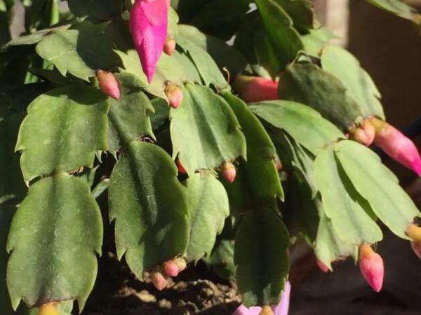 蟹爪蘭軟趴趴，葉子蔫不開花，避開3個&OpenCurlyDoubleQuote;痛點&rdquo;，過年開成花大樹