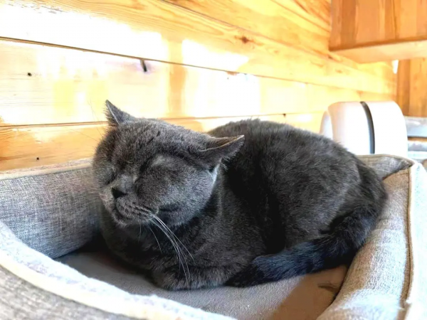 《論“肚腩”對小貓咪的重要性》