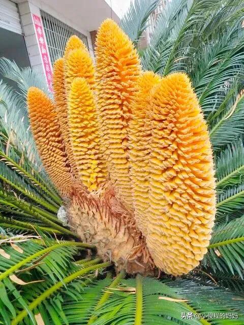 分享——鐵樹開花