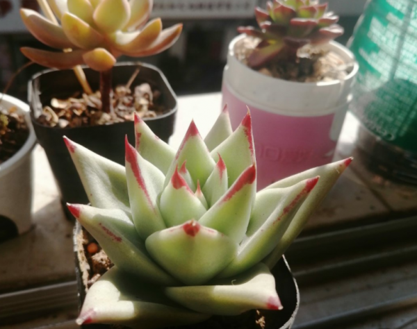 冬季養多肉,“最佳化”這4個細節,盆栽才不會出問題 冬季養多肉,“最佳化”這4個細節,盆栽才不會出問題