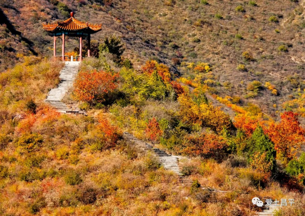 氣溫驟降,昌平這6個賞紅葉地即將登場,提前收藏 氣溫驟降,昌平這6個賞紅葉地即將登場,提前收藏