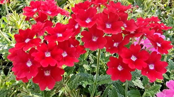 國慶節來龍潭公園賞花 國慶節來龍潭公園賞花