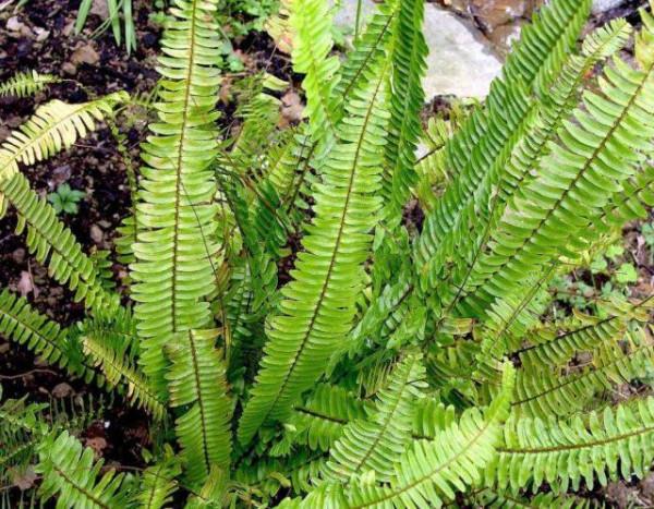 山上這種“鳳凰草”，地下埋“珍珠”，小時當零食，不知價值珍貴