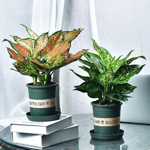 利於健康的吉祥花,建議從這12種裡面選擇,好養大氣有旺宅的寓意 利於健康的吉祥花,建議從這12種裡面選擇,好養大氣有旺宅的寓意