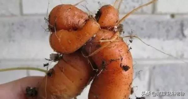 奇葩的&OpenCurlyDoubleQuote;藝術造型&rdquo;蔬菜！沒有神奇、只有更奇 &num;金粉社群&num;