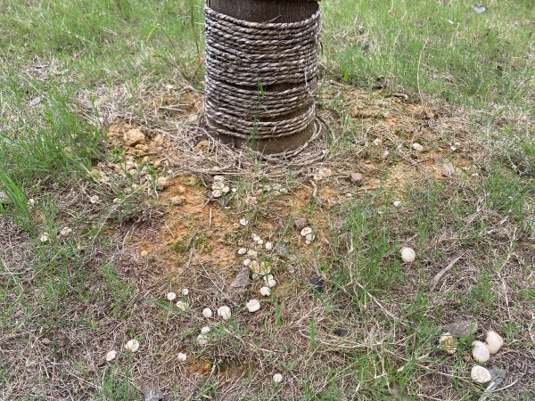 巍山中心幼兒園:與蘑菇的奇妙邂逅 巍山中心幼兒園:與蘑菇的奇妙邂逅