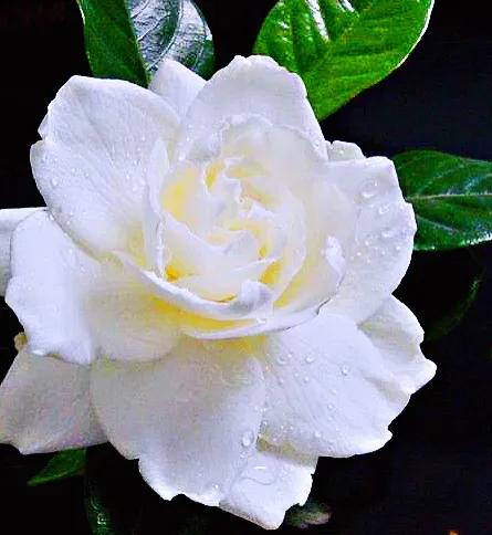 白蟾~重瓣大梔子花。花大而重瓣,美麗而芳香 白蟾~重瓣大梔子花。花大而重瓣,美麗而芳香