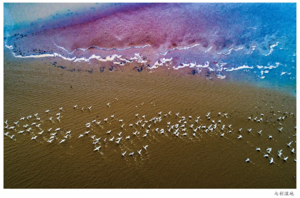 圍觀！省媒報紙整版報道升金湖候鳥