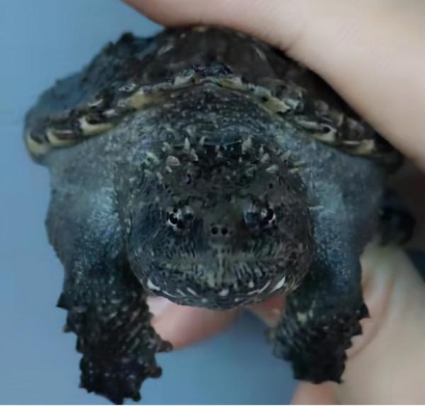 淺談北美鱷龜和佛鱷的特點(個人一些觀點看法歡迎討論交流學習) 淺談北美鱷龜和佛鱷的特點(個人一些觀點看法歡迎討論交流學習)