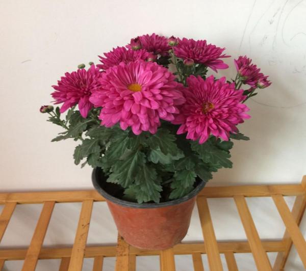 雞蛋殼是養花神器，掌握住這些用法，完全不需再花錢買肥料了