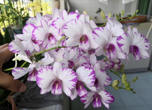 陽臺光照不足，就養這4種花，很好看驚豔、花也很多、綠植環繞