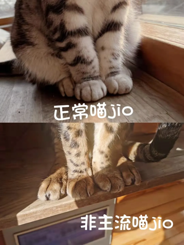 秋膘貼得好不好,體重秤上見分曉 秋膘貼得好不好,體重秤上見分曉