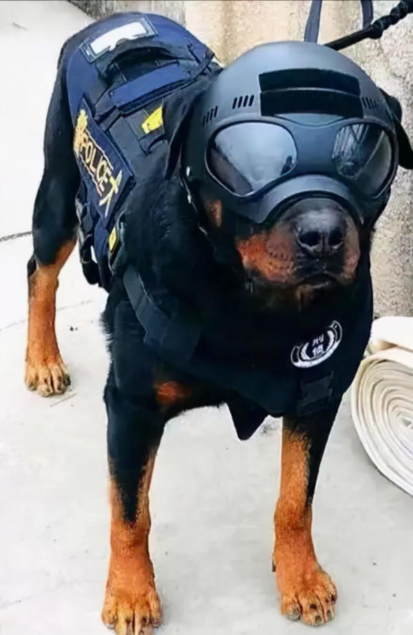 每天都是狗東西的節日